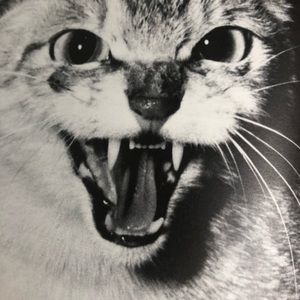 Meet your Posher, Meredith